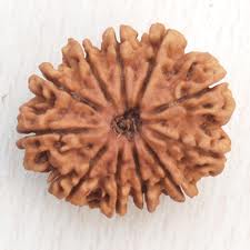 eleven face rudraksha